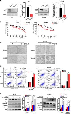 Corrigendum: Inhibition of O-GlcNAc transferase sensitizes prostate cancer cells to docetaxel